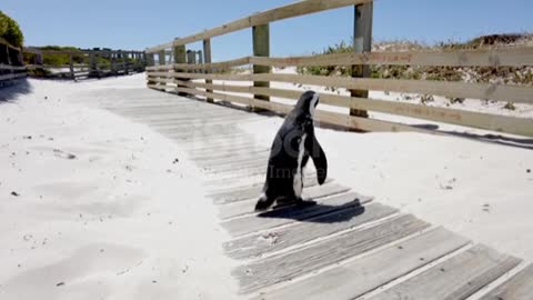 African penguin on sandy beach, penguin on Beach Nature Reserve in Simon's Town in South Afric