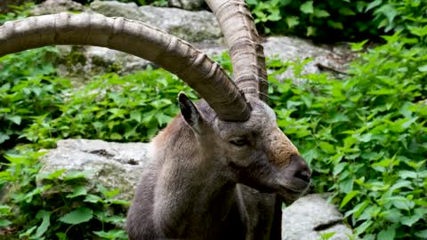 Ibex's Close-Up