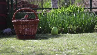 Bebés de Conejitos de Pascua en una canasta