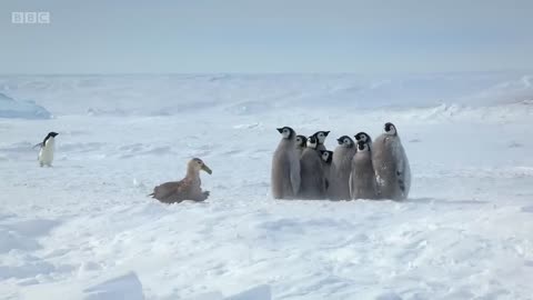 Penguin chicks rescued by unlikely hero, Spy in the Snow,viral,