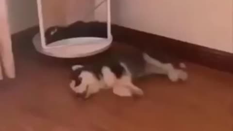 Cute puppies doing funny things