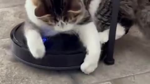 Cat funny videos