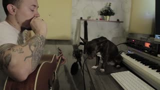 Dog is Excellent Blues Singer