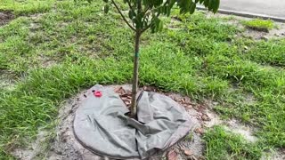 Newly planted Star fruit tree