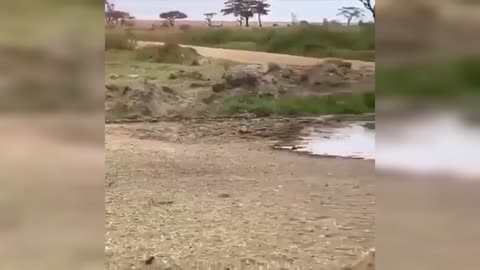 Lion Funny moments - Gazelle jukes a lioness into another dimension