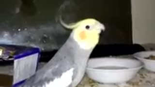 Parrot sings Final Fantasy Theme Song