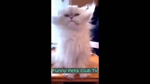 Funny Animal Videos 🤣 Funniest Cats and Dogs Videos 2024 😁