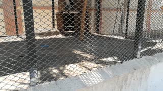 Hungry Chlorocebus aethiops Running Crazy In Cage