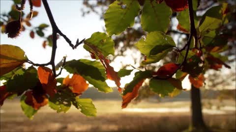 Autumn footages with beautiful music.