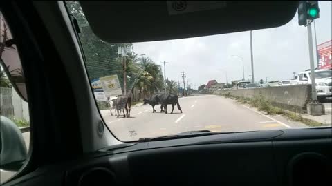 Cows crossing road in India