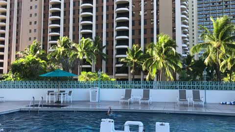 Tropical breeze and palm trees poolside, late afternoon Ilikai Hotel