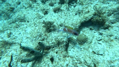 Underwater Adventures with St. Francis's Troop 498 at Sea Base Florida!