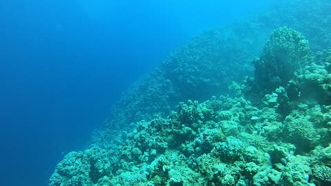 Coral reef and water plants in the Red Sea, Dahab, blue lagoon Sinai Egypt 13