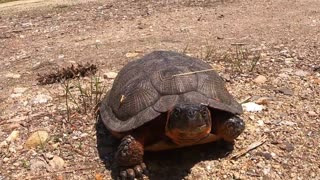 Wood Turtle on the move