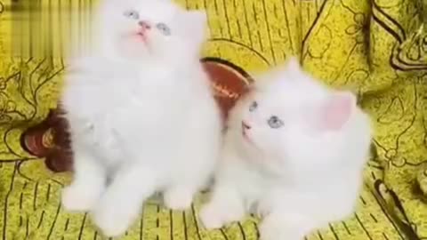 Twin white cute cat compilation