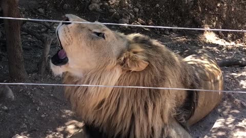 Roaring lion behind fence