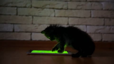 A little black kitten in the evening is playing with a screen tablet computer