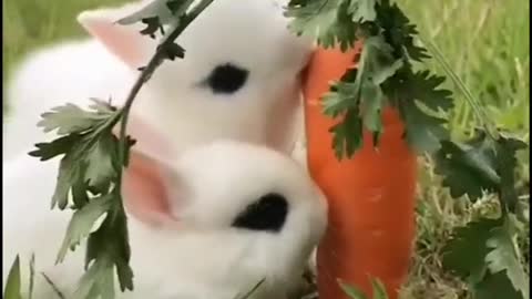 Rabbit is Beautyful Cute animals funny video