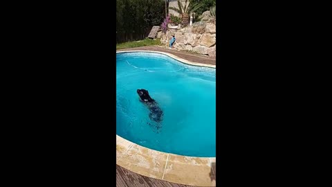 The dog rushed to save the ball falling into the pool.