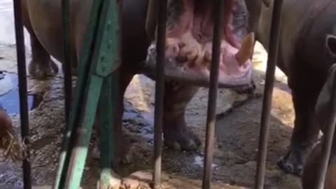 Cute Baby with funny Hippopotamus in the zoo