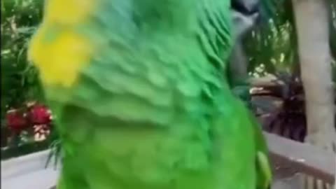 Girl and parrot talking to each other