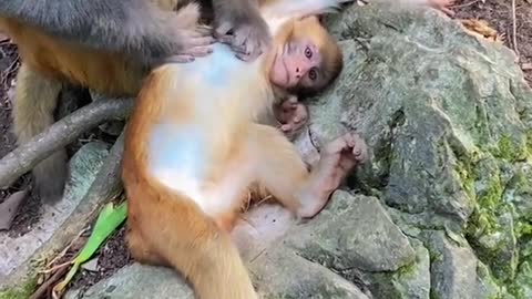 Mother monkey to the little monkey to catch lice