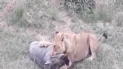 Young male lion take a warthog on a whole Deep