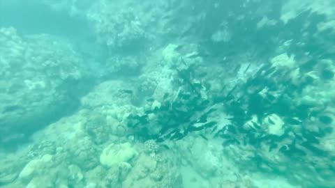 Alexandra Daddario Sweeming in Ocean