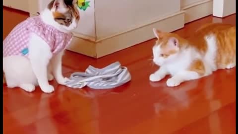 Funny Animals Videos 😹 Funniest Cats and doga