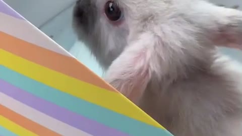 Bunny Rabbit BDay Surprise