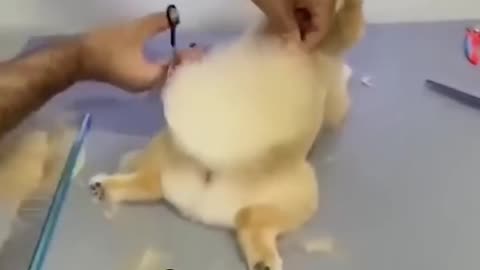 This dog gets cut