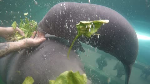 Manatee Munches down First Solid Meal