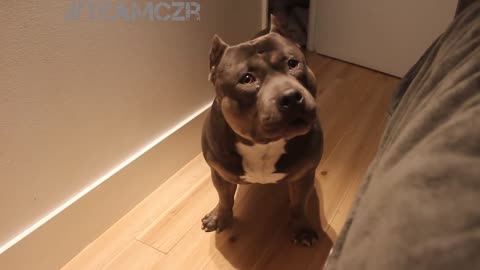 Talking American Bully is so smart!