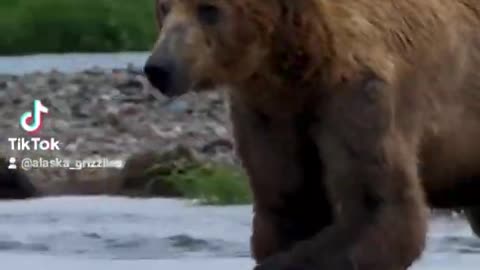 Insanely funny close call with massive Alaskan brown bear