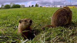 Baby groundhogs can't resist the camera at their burrow entrance