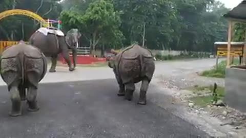 WILD RAINO, Angry elephant ,