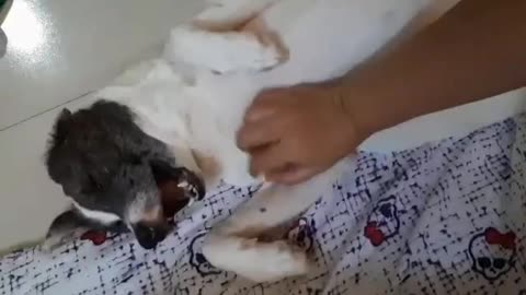 Her favorite past time, puppy scratch massage by furmom.