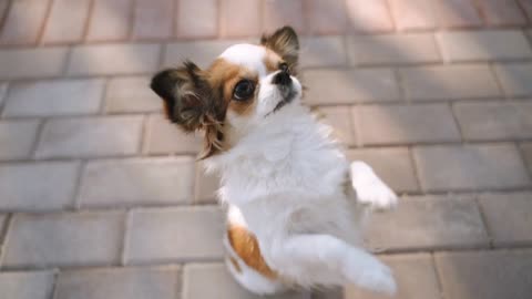 Little papillon dog spending his day outdoor