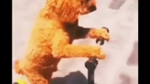 Dog funny video #shorts video