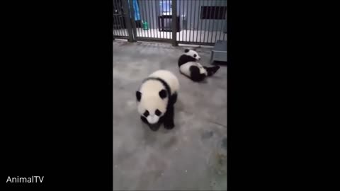 🐼🐼 Pandas Juguetones y alegres 🔴 Cute and Funny Baby Panda 🐼🐼Videos Pandas Bebes Recopilación🐼🐼