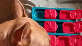 Puppy masters puzzle and is adorable doing it!