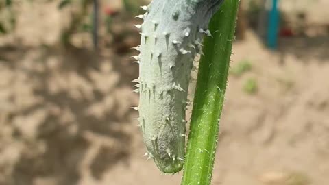 Grow cucumbers