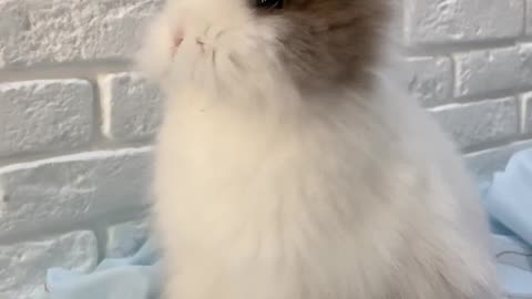 Cute Rabbit ♥️