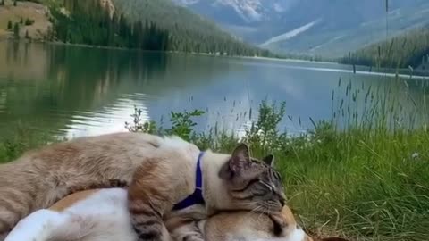 A nice cat resting with a dog in the wild