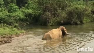 Elephant Descended TheLake And Swims in The Water