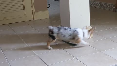 Easy Way to Exercise a Doggo on a Leash