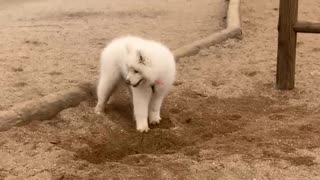 Funny dog digging