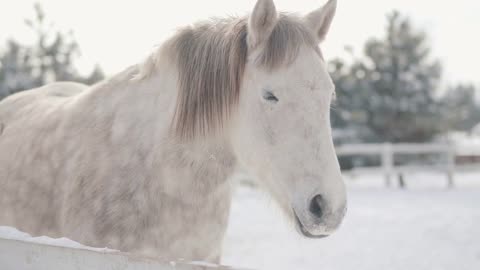Adorable white thoroughbred horse standing behind fence in snow at a suburban ranch