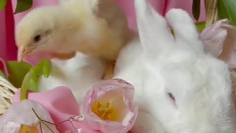 Chicks Playing with Rabbit || Rabbit Chicken Hybrid_2021