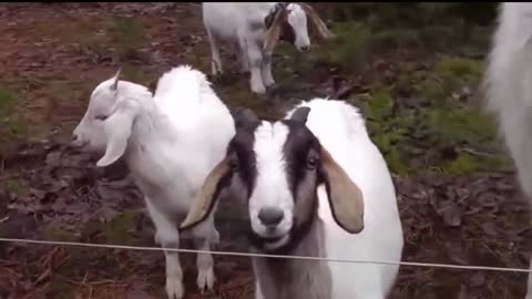 Animals getting shocked by electric fence